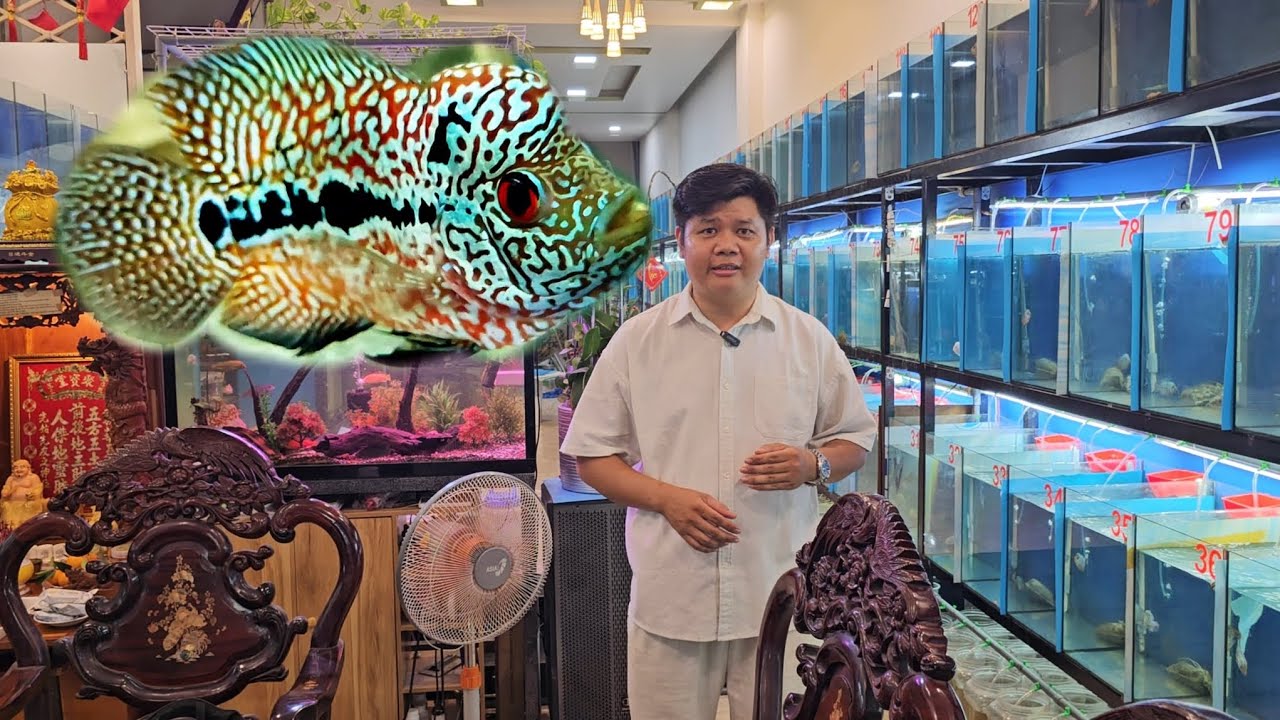 7-3 lên lô cá la hán vip kamfa f2 siêu đỏ phục vụ anh em đam mê dòng cá la hán king kamfa siêu body