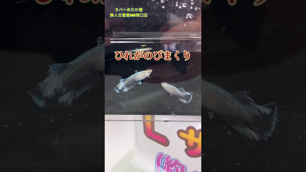 こんにちは「ネバーめだか屋」です＾＾☆BASEでネットショップ