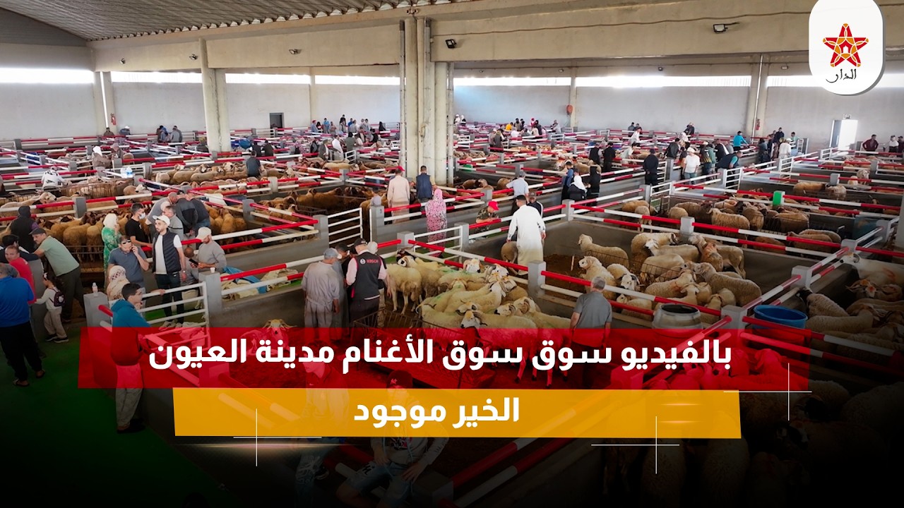 بالفيديو سوق الأغنام مدينة العيون الخير موجود