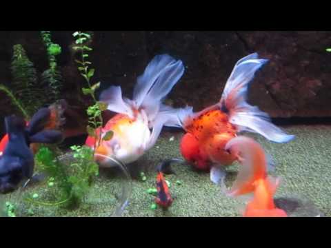 Video: Aandoeningen, Ziekten En Behandeling Van De Luchtblaas Bij Vissen - Zwemblaas In Huisdiervissen