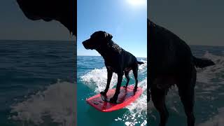 #shortvideo #sea shorts #shorts#sea #dogs #dogshorts #doglife #video #viralvideo #viralshorts