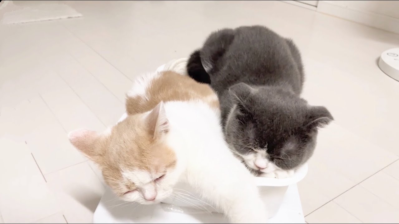 なぜそこで寝る？