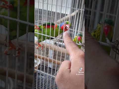 💯🎯❤️เมื่อวานตัวเด็ก วันนี้ตัวโต จิ๋วแต่แจ๋ว Red-Flanked #lorikeet #lory #อาหารโนรี #YimFarm