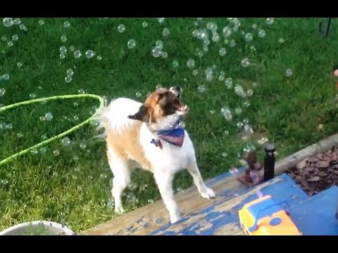 "Dogs Chasing Bubbles Compilation" || CFS