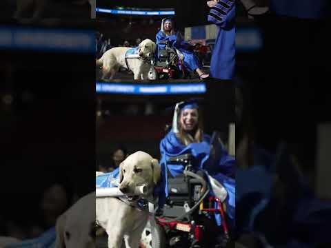 Video: Paslaugų šuo, pagimdytas diplomu, absolventai su savo žmogaus draugu