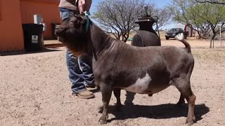 Shaving Bucks for the Goat Show