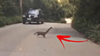 Videos that seem like Dinosaurs in Real Life