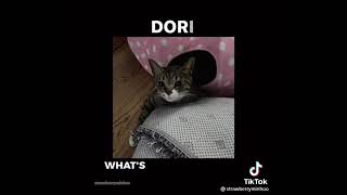 Lee Knows Cat Dori 
