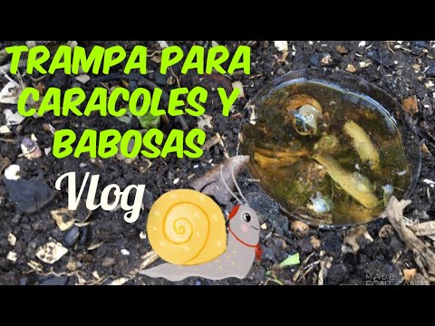 Video: Uso de la cerveza como trampa para babosas: fabricación de trampas de cerveza para babosas