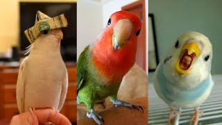 FUNNY AND CUTE PARROTS   TRY NOT TO LAUGH!! ❤️🦜 by Funny Pets 41,780 views 1 year ago 3 minutes, 47 seconds