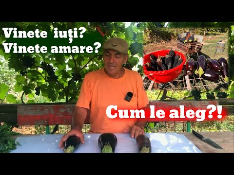 Video: Cum să tăiați o vinete: dedesubturile tăierii vinetelor