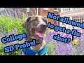 Access Issue at Student Health? | Service Dog Not Allowed for Flu Shot?!? (9.30.19)