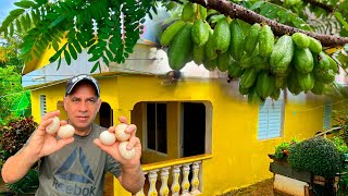 EN EL CAMPO LOMA DE LA BESTIA DE REPÚBLICA DOMINICANA LA VIDA DEL CAMPO ES BELLA