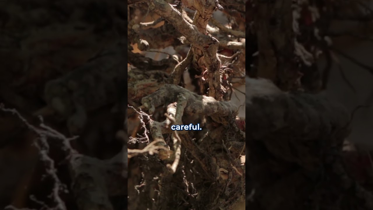 The STRONGEST Weed Killer!