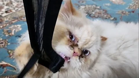 Watch the video about You Won’t Believe What My White Persian Cat Is Playing With!👙🤣