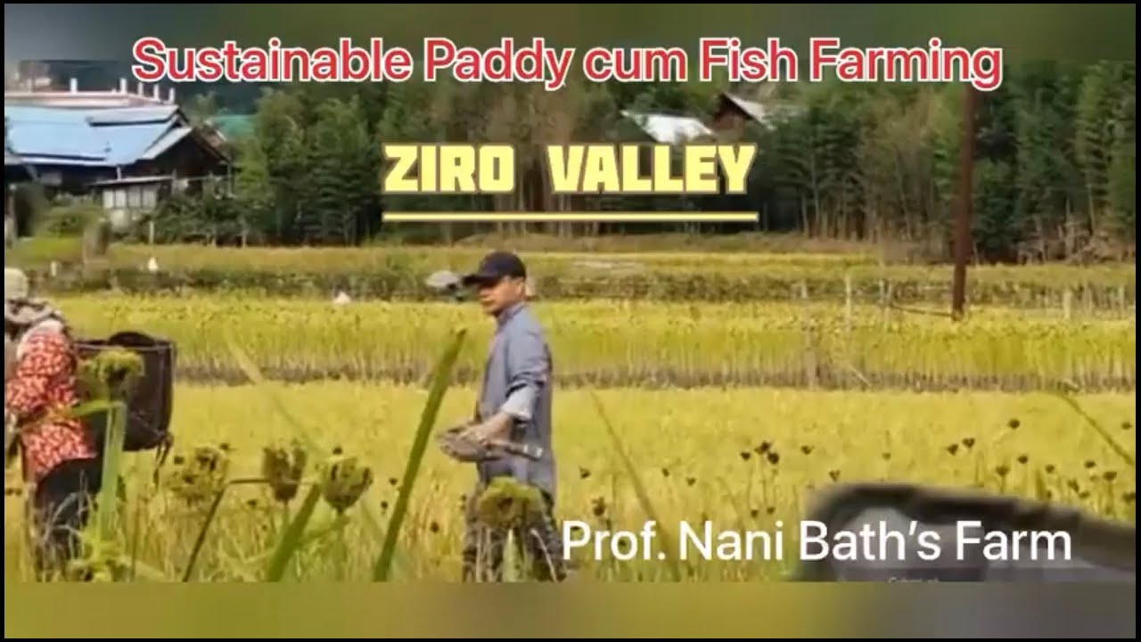 sustainable-paddy-fish-farming-ziro-valley-arunachal-pradesh