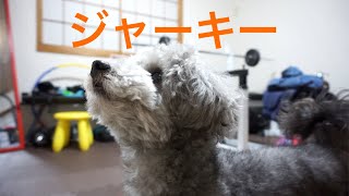 🐶 【知育おもちゃ】ゴングからどうしても、ジャーキを取り出したい犬 【dog】【toy poodle】