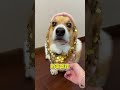 Dog Without me this family will fall apart #Cute little dog#365 Little Things about me