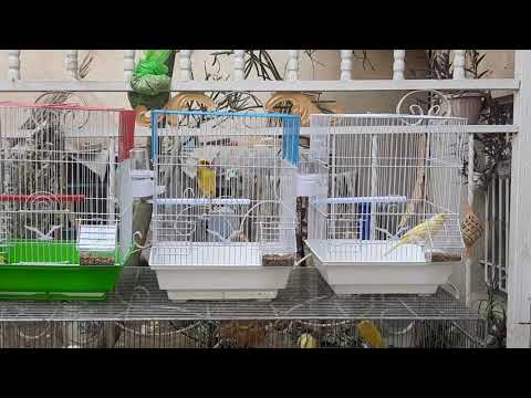 كناري شيرازي اصفر مشجر فول طير رقم ١٥٨ للبيع من طيوري ضرغام الميرزا