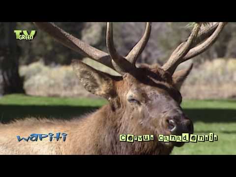 Wapiti rut in Yellowstone National Park - elk - cervus canadensis #11