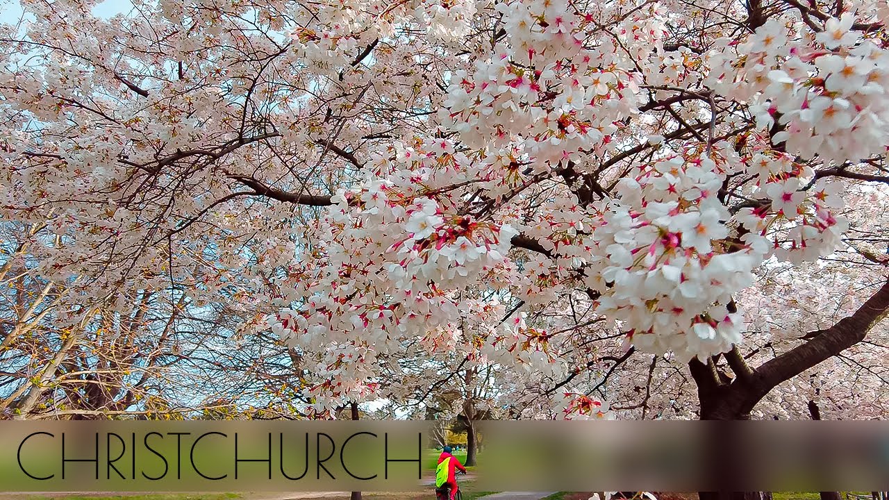 Walk Around Christchurch, New Zealand Cherry Blossoms in Full Bloom in Hagley Park [Binaural