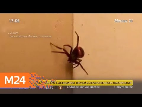 Что делать в случае укуса ядовитого паука Москва 24