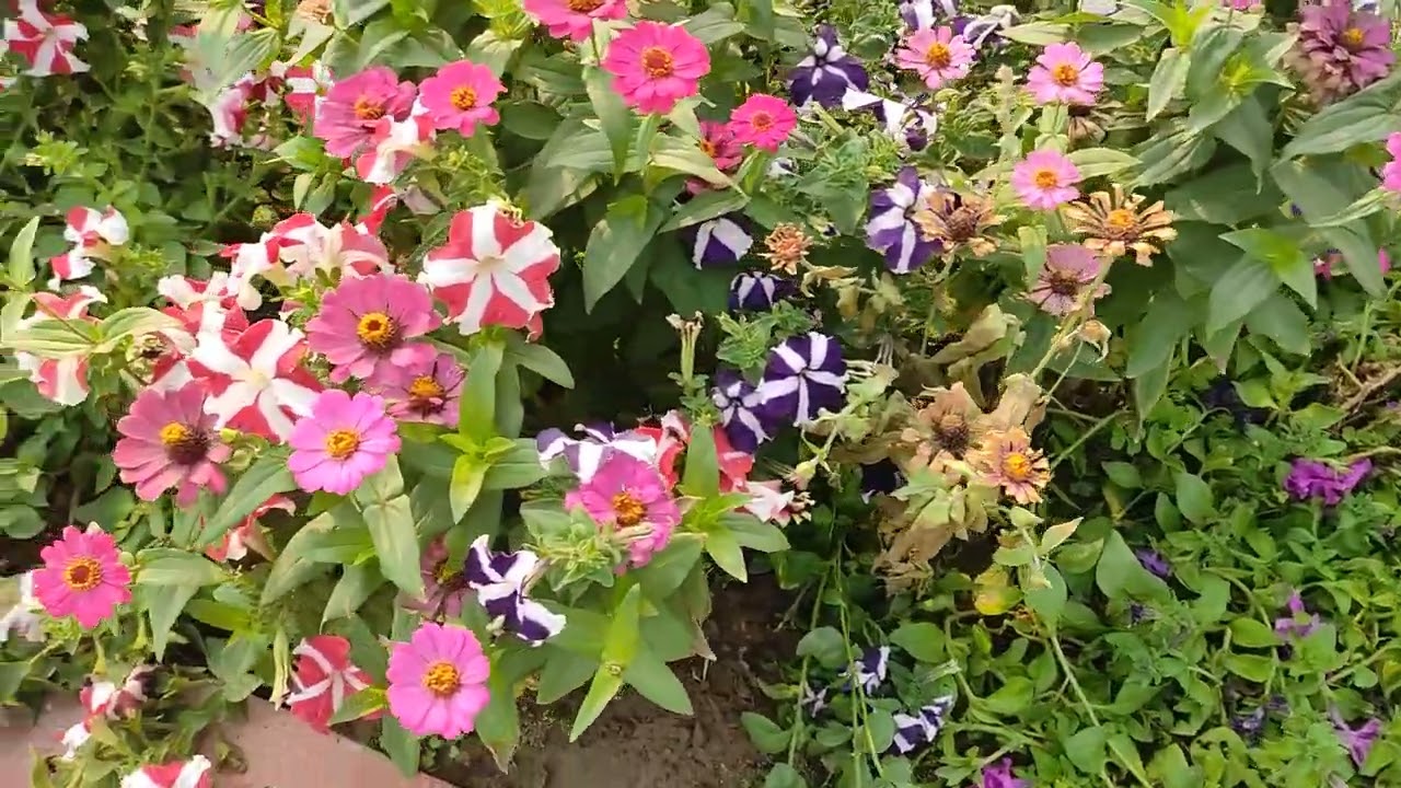 Flower 🌺🌻🌹🌷🌺🌻🌹🌷🌺🌻🌹🌷garden