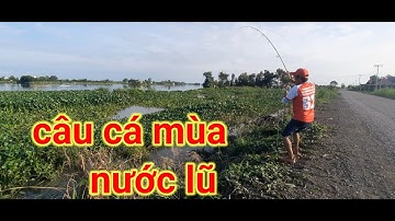 Câu cá tra sông// Đi câu cá Mùa nước lũ cá rất nhiều đi chô nào cũng thấy cá ục quá hấp dẫn luôn