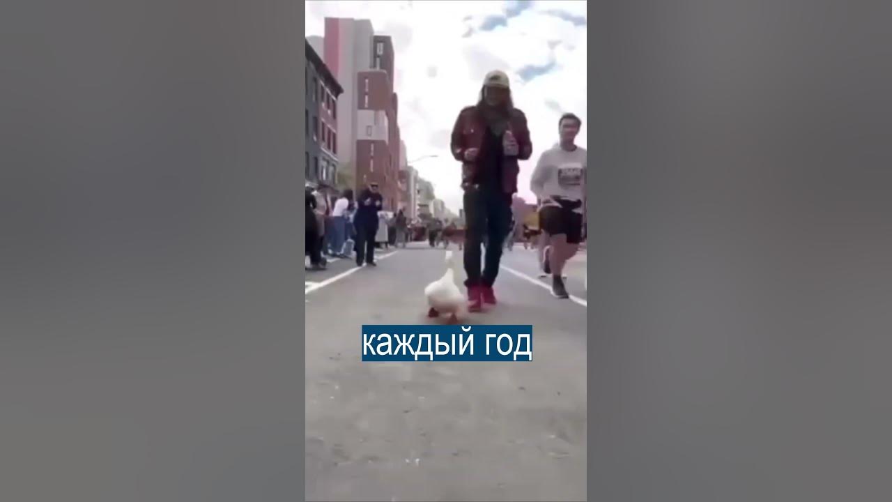 Утка на марафоне в Нью Йорке