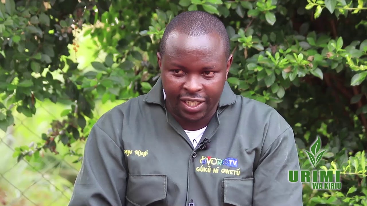 Urimi Wa Muguka. Urimi Wa Kiriu EP 6