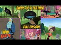 Wild Kratts S01E36 Birds Of A Feather Bird Of Paradise Adventure