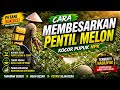 Modal Minim Omzet Besar Panen Cepat | Pupuk Kocor Mempercepat Pembesaran Buah
