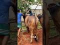 সুন্দর একটি গরু কুটি চৌমুহনী বাজার থেকে। #qurbani #biggestbull #cow #bull #vairal #animals #farming