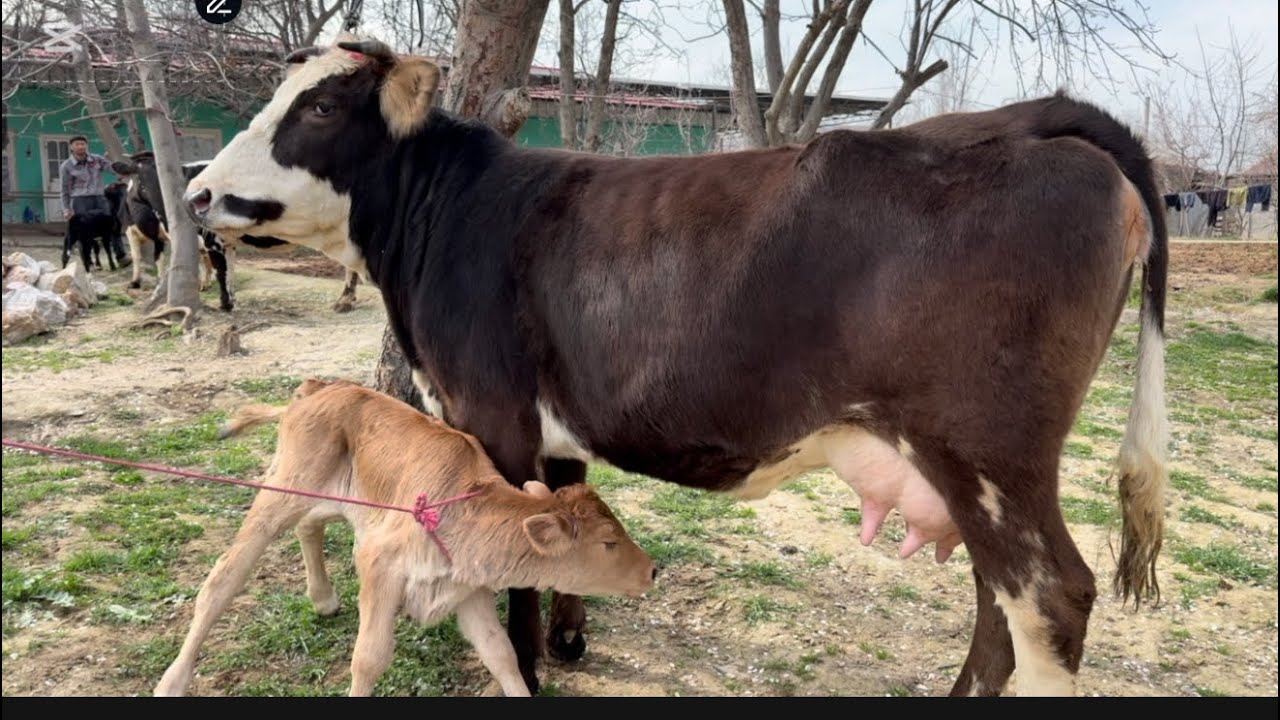 4 Сар Молхои Сершир Элита аз Ако Охун Арзон ва гарантия дер намкунед