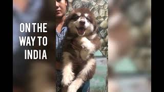 Our First Alaskan Malamute China Import Pup