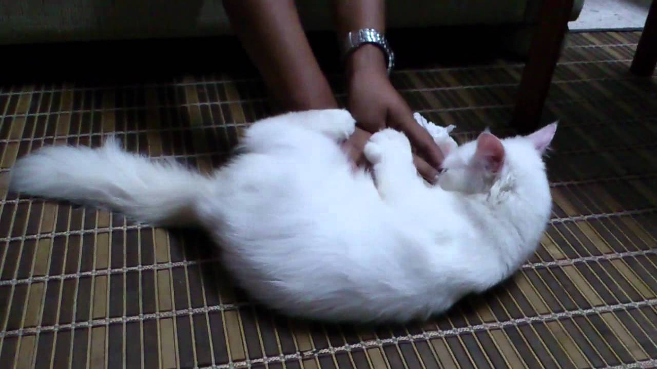 Gambar Kucing Anggora Putih - 81021+ Nama Untuk Kucing Comel, Lucu dan Unik