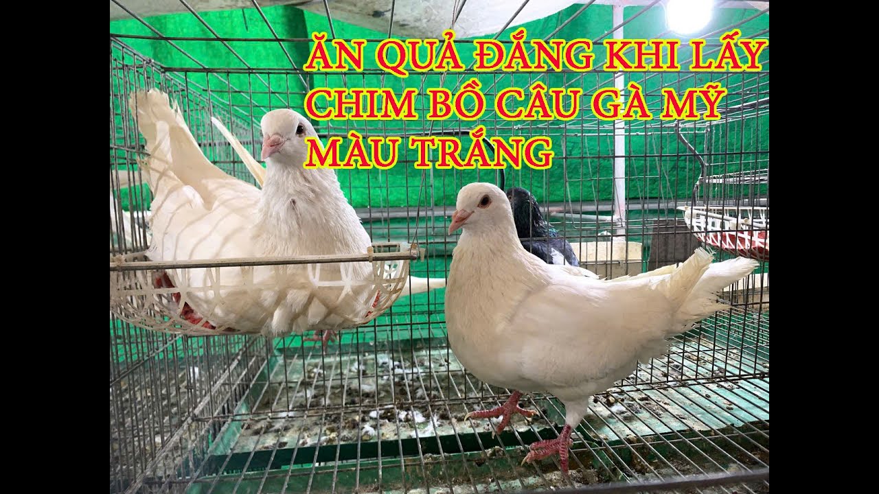 ANH KHÁCH ĂN QUẢ ĐẮNG KHI LẤY CHIM BỒ CÂU GÀ MỸ MÀU TRẮNG THÀNH CHIM BỒ CÂU MIMAX | SO SÁNH 2 LOẠI