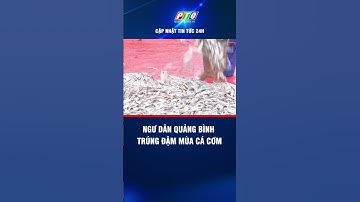 Ngư dân Quảng Bình trúng đậm mùa cá cơm | PTQ