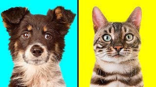 Кто Лучше: Собака или Кошка ?