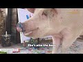 Pig saved from slaughterhouse becomes world famous painter