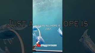 Slow Day fishing - Never give up #marlin #fishing #lakemacquarie #gamefishing #sportfishing