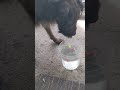 BrownieDog what fish?