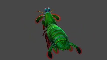 Mantis shrimp 3D model 360 Rotating view