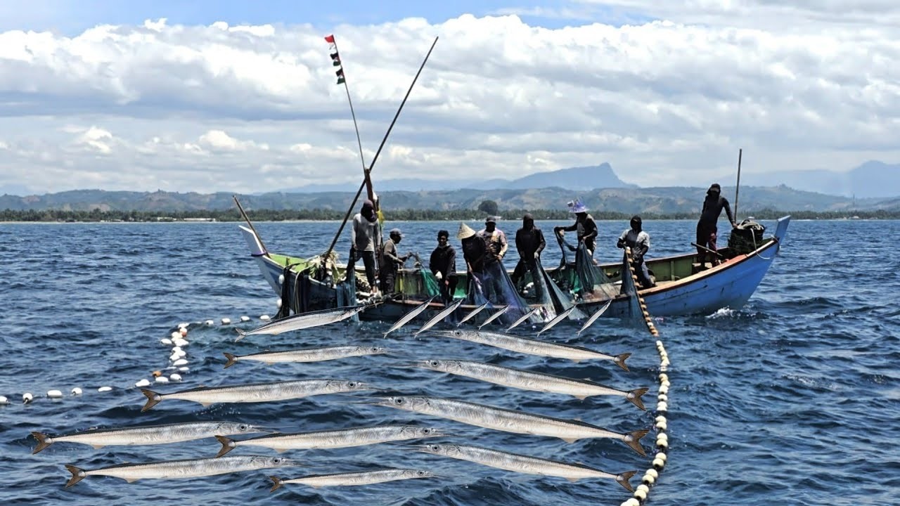 Incredible Needlefish Harvest – Massive Catch You Have to See! Traditional Fishing Success