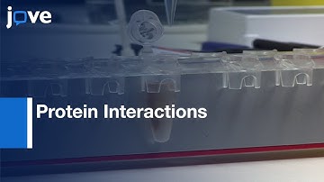 Protein Interactions Visualization by Co-IP and Proximity Ligation Assay | Protocol Preview