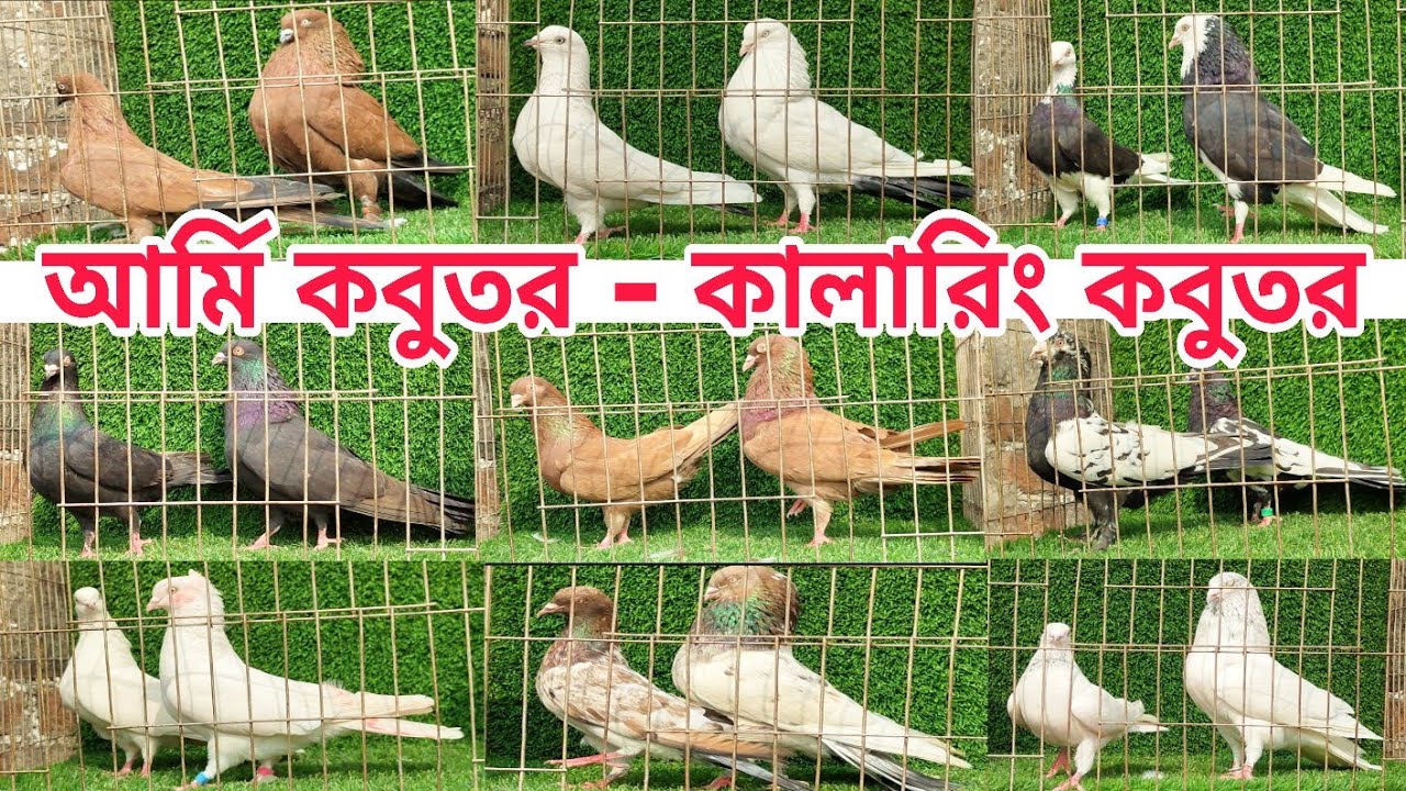 গিরিবাজ । কালারিং । আর্মি  কবুতর কিনুন কম দামে Gribaz coloring Pigeions কবুতর পালন বাংলাদেশ #shorts 
