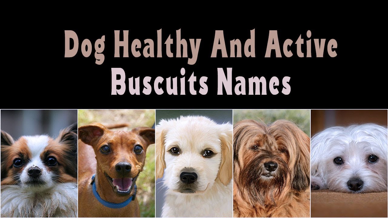 Dog cookies , biscuits names in English healthy and active dog