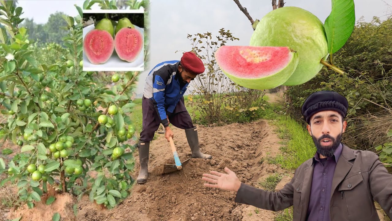How Can We Grow Nursery For Selected Guava Plants 🌱🥰 | Azmat 