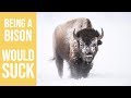 I'm Glad I'm Not A Bison  -  Wildlife Photography in the Tetons