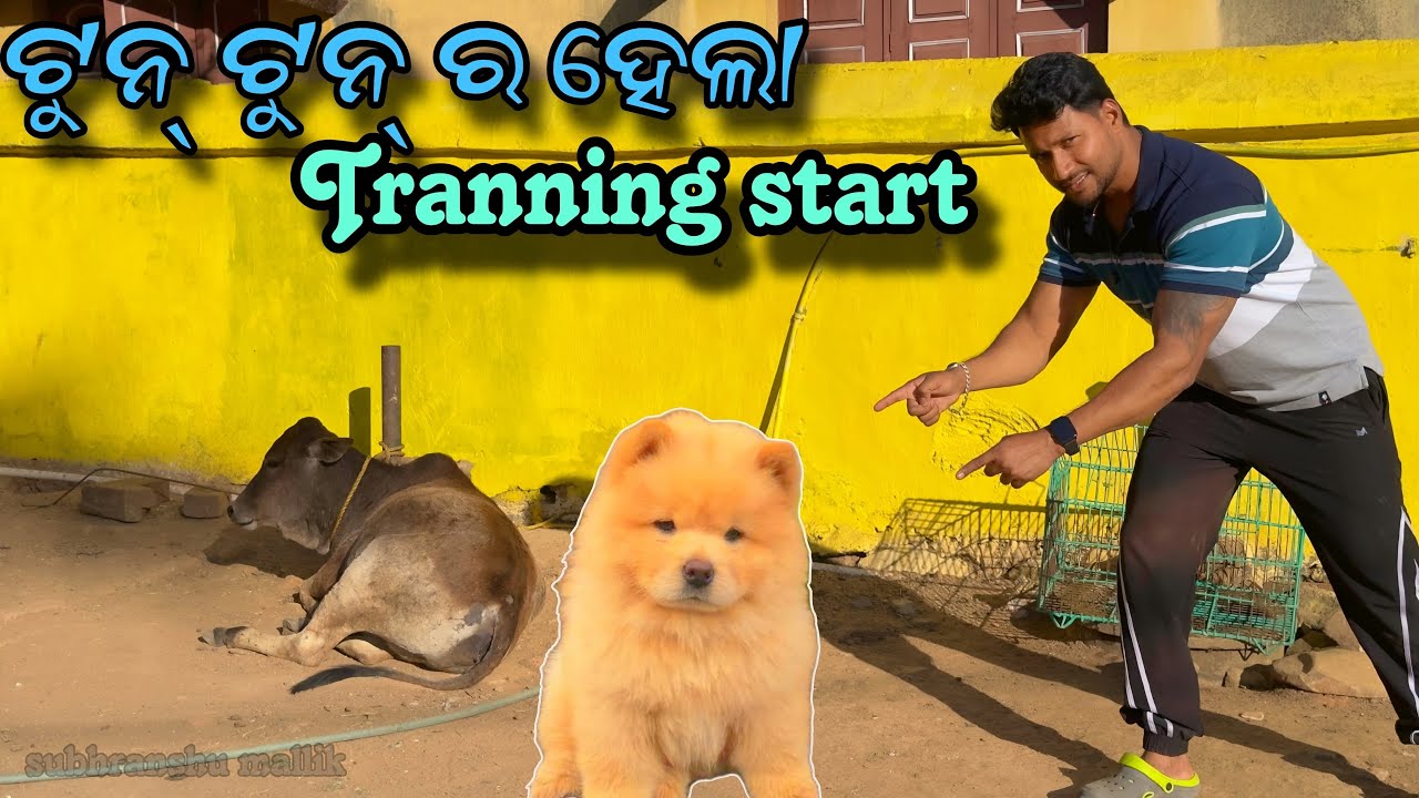 ଆଜି ଠୁ ଆରମ୍ଭ ହେଲା ଟୁନ୍ ଟୁନ୍ ର training || Pitbul Dog training || Labrador dog|| dog training Odisha